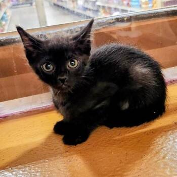 Domestic Short Hair Cats Available for Adoption in Pasadena, California - Hera | PetCurious