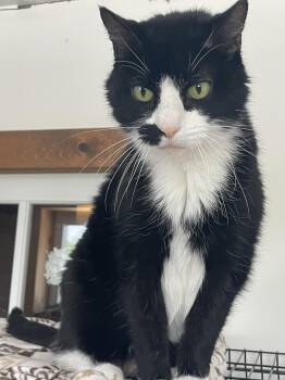 Tuxedo Cats Available for Adoption in Lacon, Illinois - Shay | PetCurious