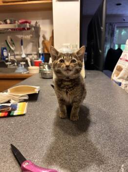 Escargot G. (salmon collar) -  Domestic Short Hair Cat for Adoption in West Peoria, Illinois - Escargot G. (salmon Collar) | PetCurious