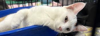 Rescue Calico Cats for Adoption in Sacramento, California - Elsa N. | PetCurious