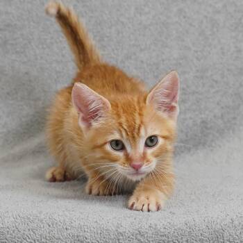 Jameson -  Domestic Short Hair Cat for Adoption in Sunnyvale, California - Jameson | PetCurious