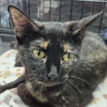 Tuna -  Domestic Short Hair Cat for Adoption in Eugene, Oregon - Tuna | PetCurious