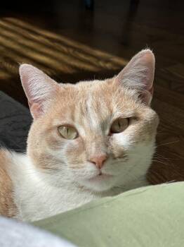 Livonia -  Domestic Short Hair Cat for Adoption in Fort Collins, Colorado - Livonia | PetCurious