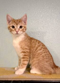 Rescue Domestic Short Hair Cats for Adoption in Watertown, Wisconsin - Cheesy Jalepeno | PetCurious