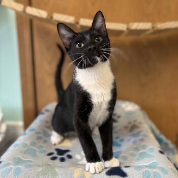 Domestic Short Hair Cats Available for Adoption in Fargo, North Dakota - Teapot--At PetSmart | PetCurious
