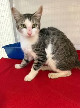 Saul -  Domestic Short Hair Cat for Adoption in Brookings, Oregon - Saul | PetCurious
