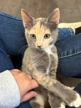 Pinky -  Calico Cat for Adoption - Pinky | PetCurious