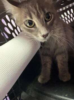61383836 -  Domestic Short Hair Cat for Adoption in El Paso, Texas - 61383836 | PetCurious