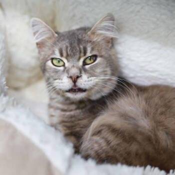 Domestic Medium Hair Cats Available for Adoption - Feeling Yachty | PetCurious