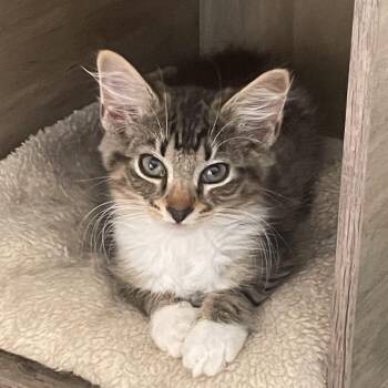 Asher -  Domestic Short Hair Cat for Adoption in Falls Church, Virginia - Asher | PetCurious