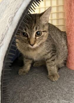 Houdini -  Domestic Short Hair Cat for Adoption in Little Rock, Arkansas - Houdini | PetCurious