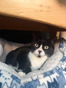 Penny -  Domestic Short Hair Cat for Adoption in Hyde Park, New York - Penny | PetCurious