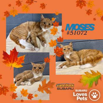 Rescue Domestic Short Hair Cats for Adoption in Randleman, North Carolina - Moses | PetCurious