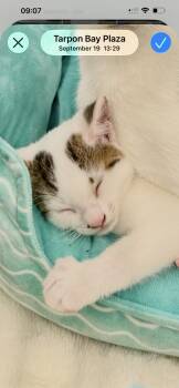 Phillip -  Tabby Cat for Adoption in Naples, Florida - Phillip | PetCurious