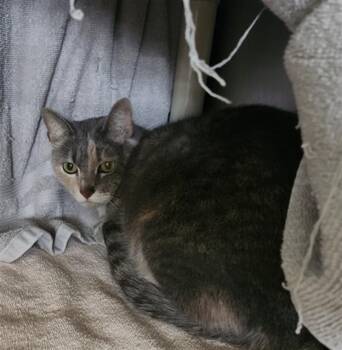 Domestic Short Hair Cats Available for Adoption in Santa Fe, New Mexico - MANDY | PetCurious
