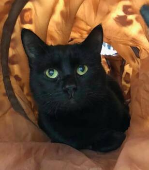 Rescue Domestic Short Hair Cats for Adoption in Hamilton, Ontario - Nixon | PetCurious