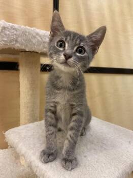 Captain Jack (best friend to Skippy Jones) -  Domestic Short Hair Cat for Adoption in Austin, Texas - Captain Jack (best Friend To Skippy Jones) | PetCurious