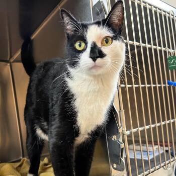 Angus -  Domestic Short Hair Cat for Adoption in Lindon, Utah - Angus | PetCurious