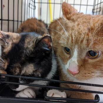 Domestic Short Hair Cats Available for Adoption in Philadelphia, Pennsylvania - Remmy Rou | PetCurious
