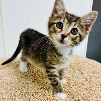 Ripley -  Domestic Short Hair Cat Available for Adoption in Lebanon, Missouri - Ripley | PetCurious