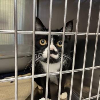 1559-C26 -  Domestic Short Hair Cat for Adoption in Port Charlotte, Florida - 1559-C26 | PetCurious