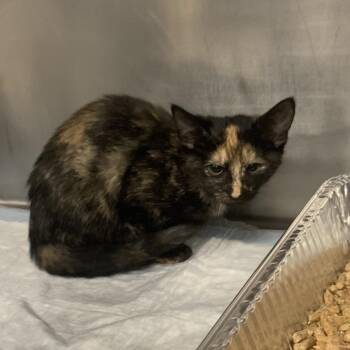 Raspberry -  Domestic Short Hair Cat for Adoption in West Palm Beach, Florida - Raspberry | PetCurious