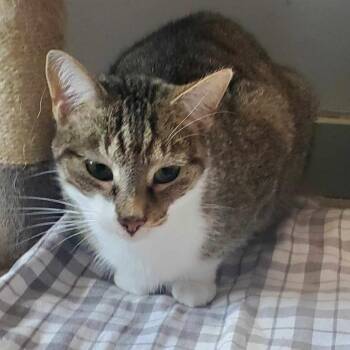 Rescue Domestic Short Hair Cats for Adoption in Richmond, Indiana - Artie | PetCurious