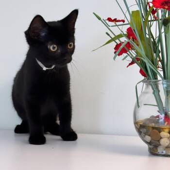 Sunflower -  Domestic Short Hair Cat for Adoption in Syosset, New York - Sunflower | PetCurious