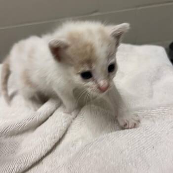 Alice -  Domestic Short Hair Cat for Adoption in Bristol, Indiana - Alice | PetCurious