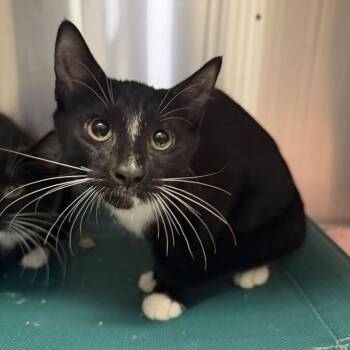 Deltoid -  Domestic Short Hair Cat for Adoption in Waynesville, North Carolina - Deltoid | PetCurious