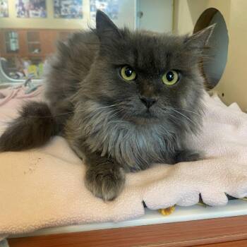 Domestic Medium Hair Cats Available for Adoption in Rochester, Minnesota - Arlo | PetCurious