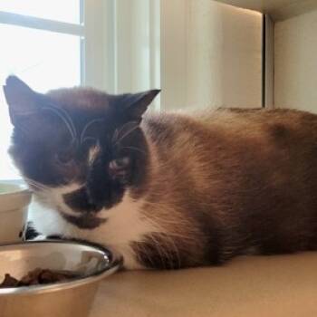 Rescue Domestic Short Hair Cats for Adoption in Gloucester, Virginia - Tartar Sauce | PetCurious