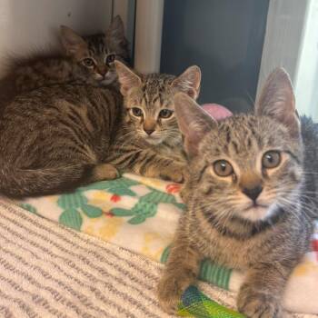 Airwolf -  Domestic Short Hair Cat for Adoption in East Hanover, New Jersey - Airwolf | PetCurious