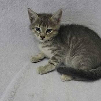 Wedge -  Domestic Short Hair Cat Available for Adoption in Valdosta, Georgia - Wedge | PetCurious