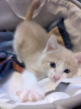 Domestic Medium Hair Cats Available for Adoption in Yuma, Arizona - Arthur | PetCurious
