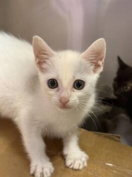 Domestic Short Hair Cats Available for Adoption - ATLAS | PetCurious