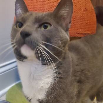Salem -  Domestic Short Hair Cat for Adoption in Chicago, Illinois - Salem | PetCurious
