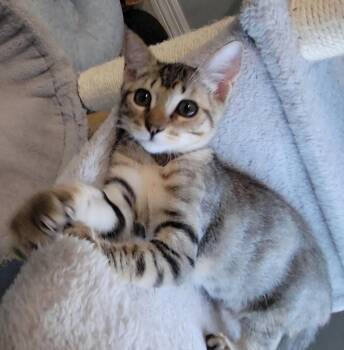 Kodiak -  Domestic Short Hair Cat for Adoption in Litchfield Park, Arizona - Kodiak | PetCurious