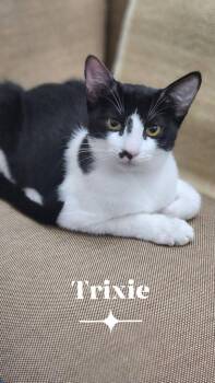 Domestic Short Hair Cats Available for Adoption - Trixie | PetCurious