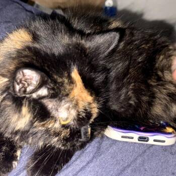 Caico -  Domestic Short Hair Cat for Adoption in Ringtown, Pennsylvania - Caico | PetCurious