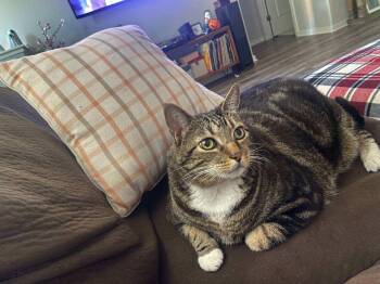 Rescue Domestic Short Hair Cats for Adoption in Hesperia, California - Koa | PetCurious