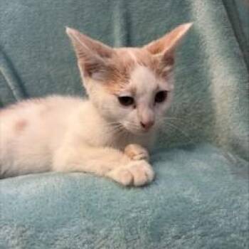 Rescue Domestic Short Hair Cats for Adoption in Waterloo, Iowa - Ben | PetCurious