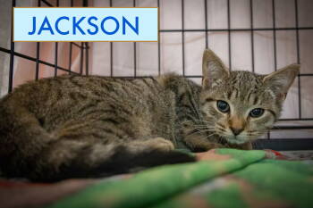 Rescue Tabby Cats for Adoption in Greenville, Delaware - Jackson (FCID# 10/27/2025 - 21) | PetCurious