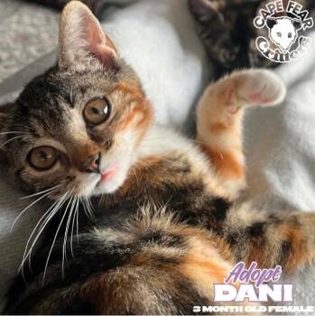 Dani -  Torbie Cat for Adoption in Wilmington, North Carolina - Dani | PetCurious