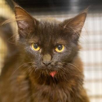 Villanelle -  Domestic Long Hair Cat for Adoption in Pawling, New York - Villanelle | PetCurious
