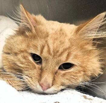 Maine Coon and Domestic Long Hair Cats Available for Adoption - Honey Do | PetCurious