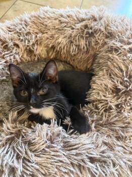Siren -  Domestic Short Hair Cat for Adoption in Millcreek, Utah - Siren | PetCurious
