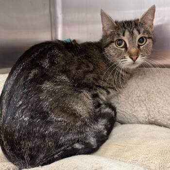 Margaery -  Domestic Short Hair Cat Available for Adoption in Stillwater, Oklahoma - Margaery | PetCurious