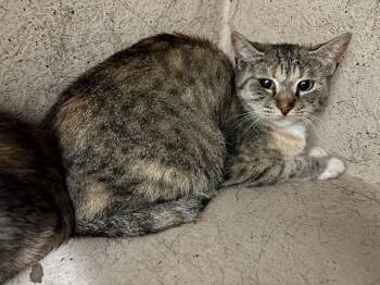 Domestic Short Hair Cats Available for Adoption - A470833 | PetCurious