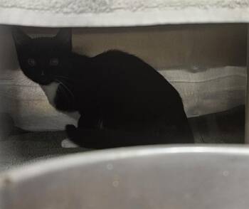 ROBIN -  Domestic Short Hair Cat for Adoption - ROBIN | PetCurious